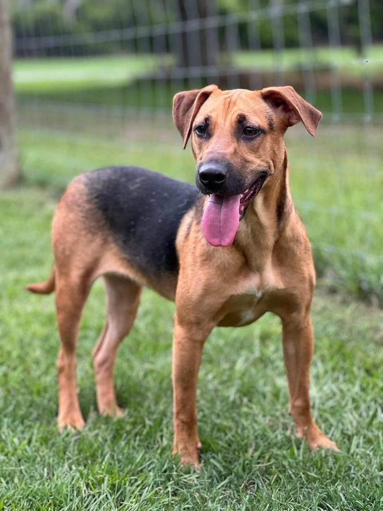 Enlarge Milkshake, a Adoptable mixed breed in West Palm Beach, FL image 4/5