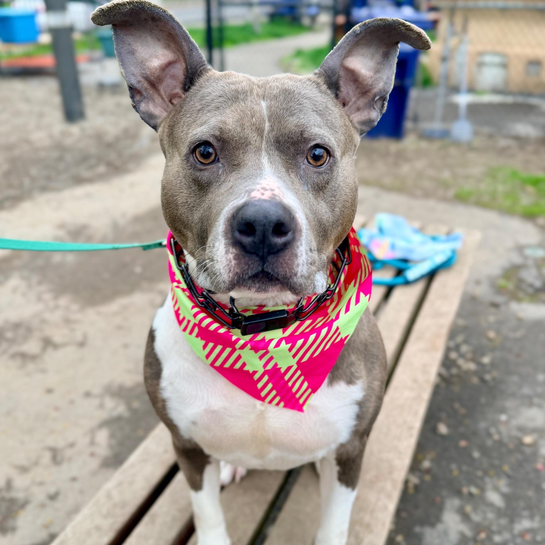 Enlarge Jenny Jigsaw , a ADOPTABLE mixed breed in Buffalo, NY image 5/6