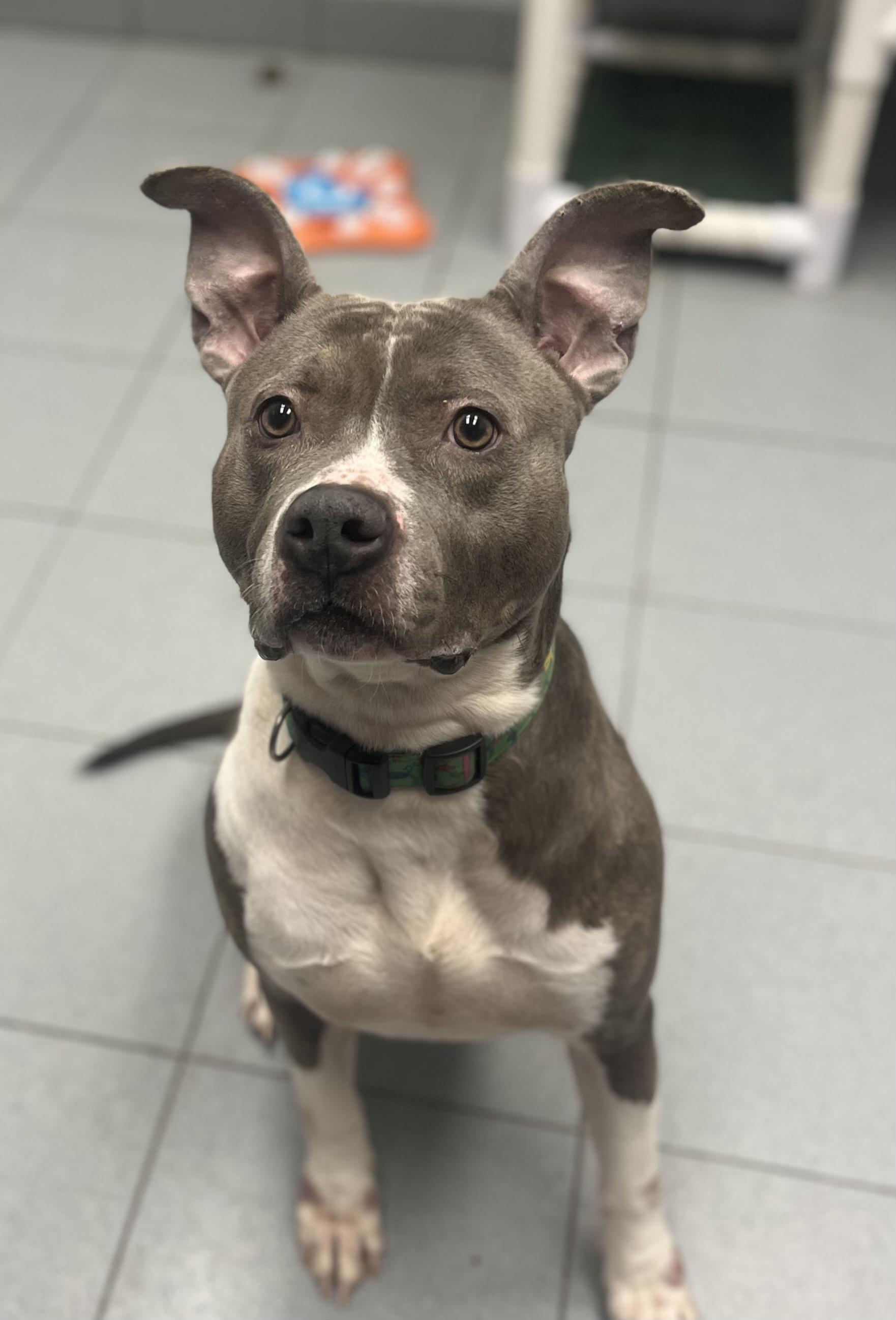 Jenny Jigsaw , ADOPTABLE, Adult Female Pit Bull Terrier.