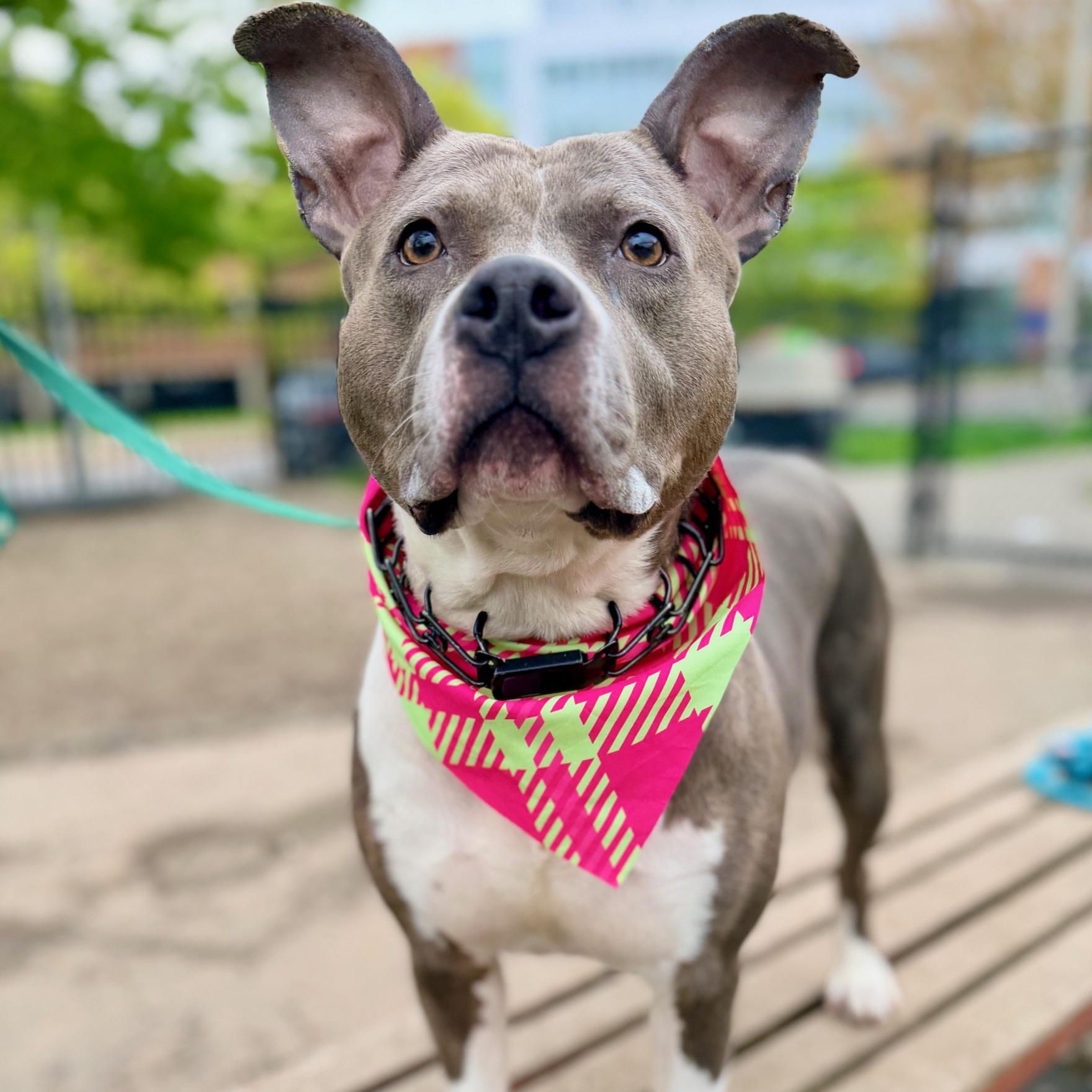 Jenny Jigsaw , ADOPTABLE, Adult Female Pit Bull Terrier.