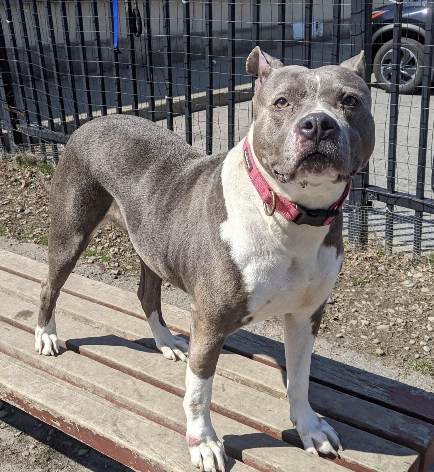 Enlarge Jenny Jigsaw , a ADOPTABLE mixed breed in Buffalo, NY image 6/6