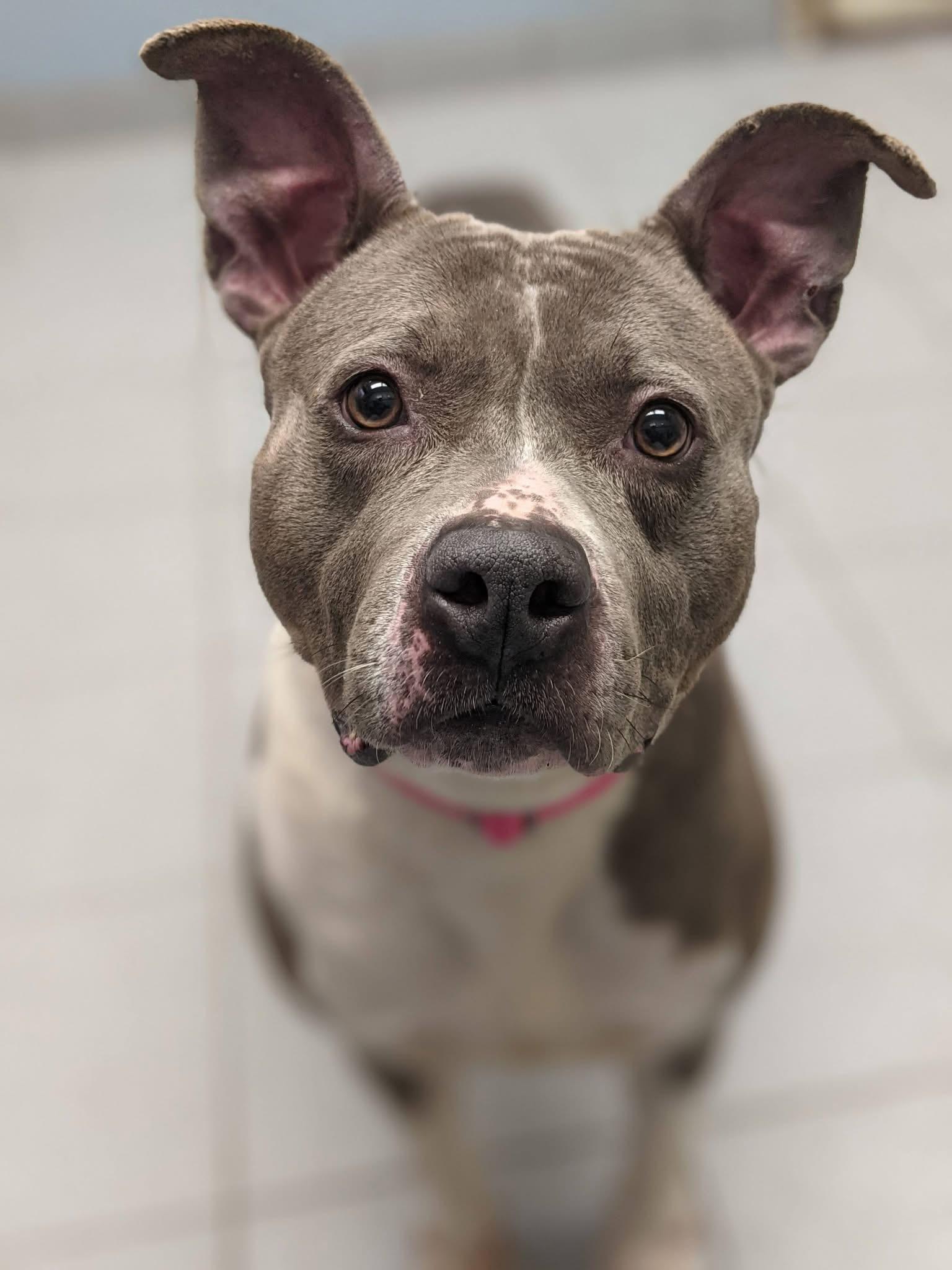 Jenny Jigsaw , ADOPTABLE, Adult Female Pit Bull Terrier.