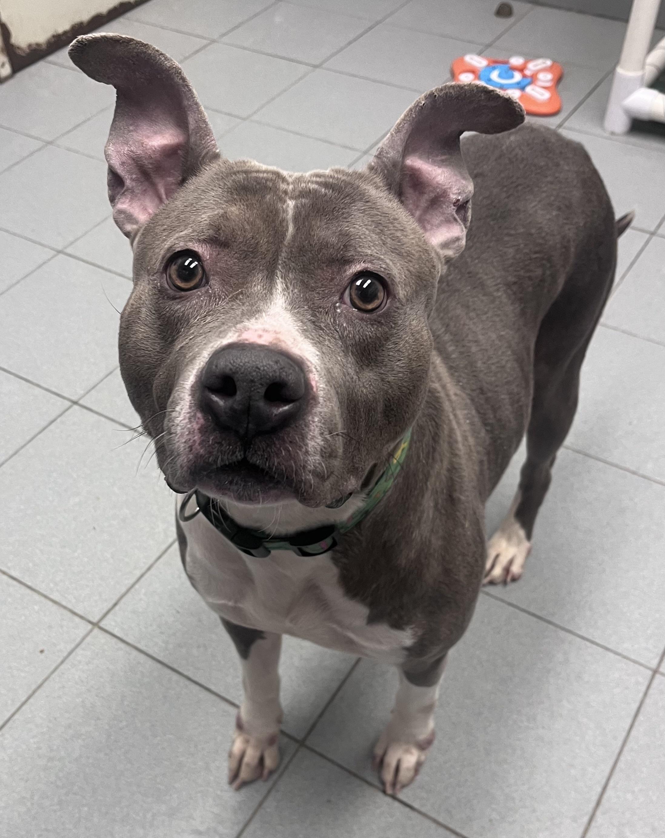 Enlarge Jenny Jigsaw , a ADOPTABLE mixed breed in Buffalo, NY image 4/6