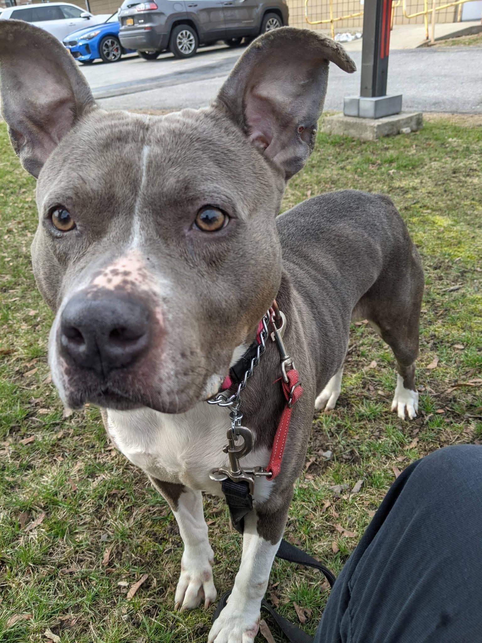 Enlarge Jenny Jigsaw , a ADOPTABLE mixed breed in Buffalo, NY image 5/6