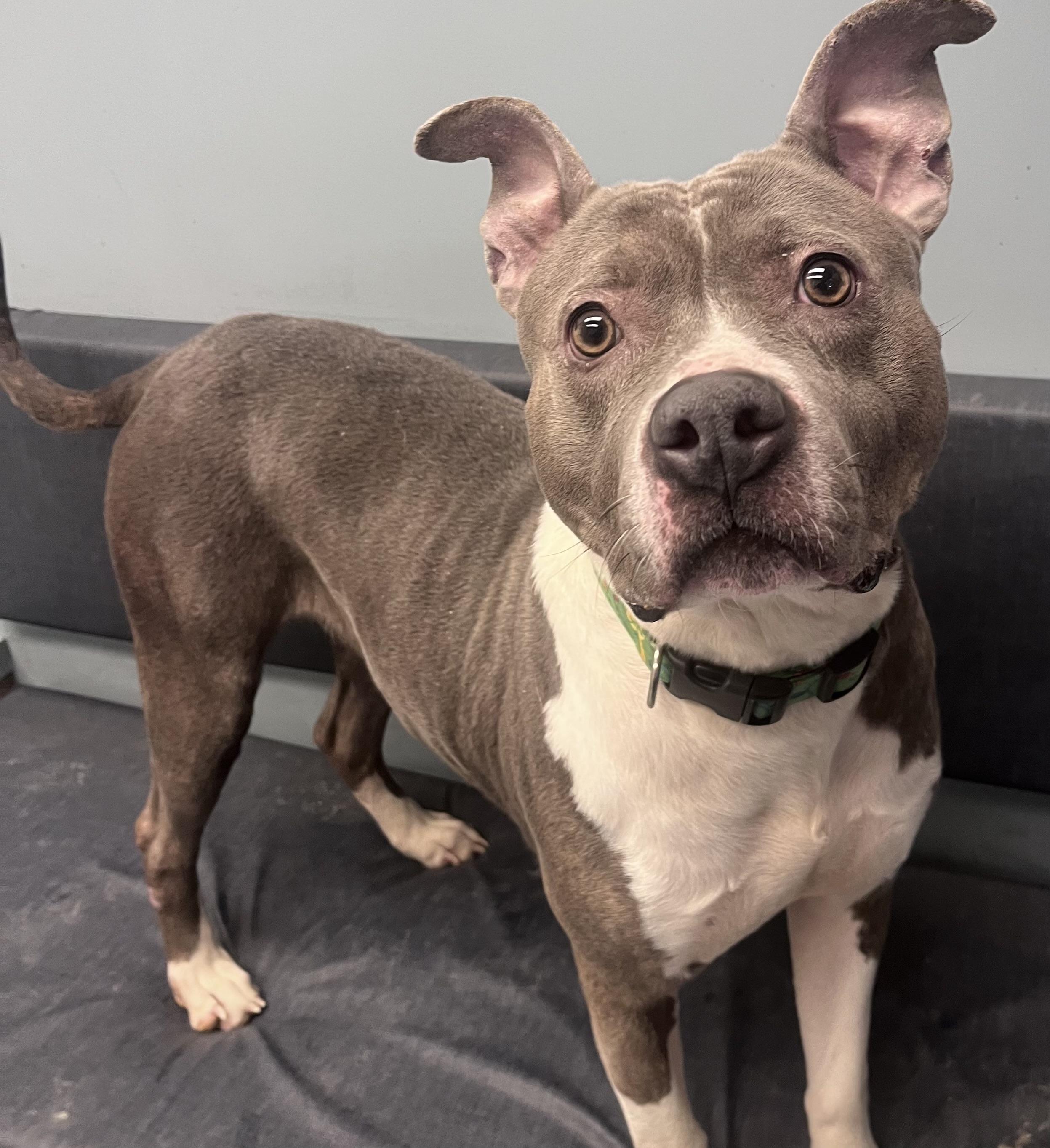 Enlarge Jenny Jigsaw , a ADOPTABLE mixed breed in Buffalo, NY image 3/6