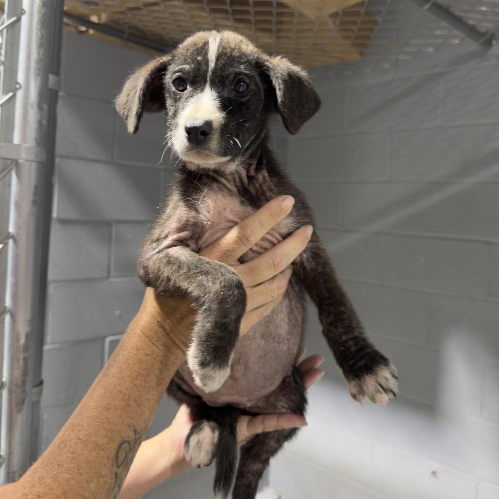 Panzy, Adoptable, Puppy Female Mixed Breed & Mixed Breed.