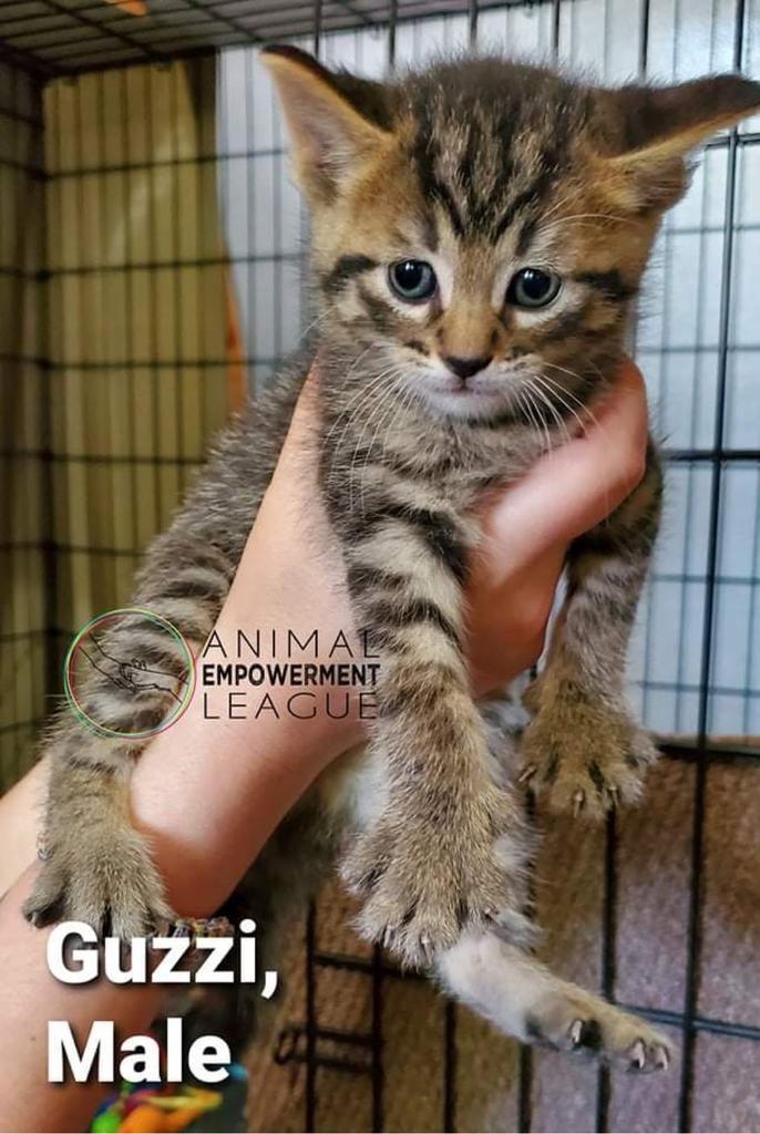 Guzzi nka Voorhees nka Tweek, Adopted, Adult Male Domestic Short Hair.