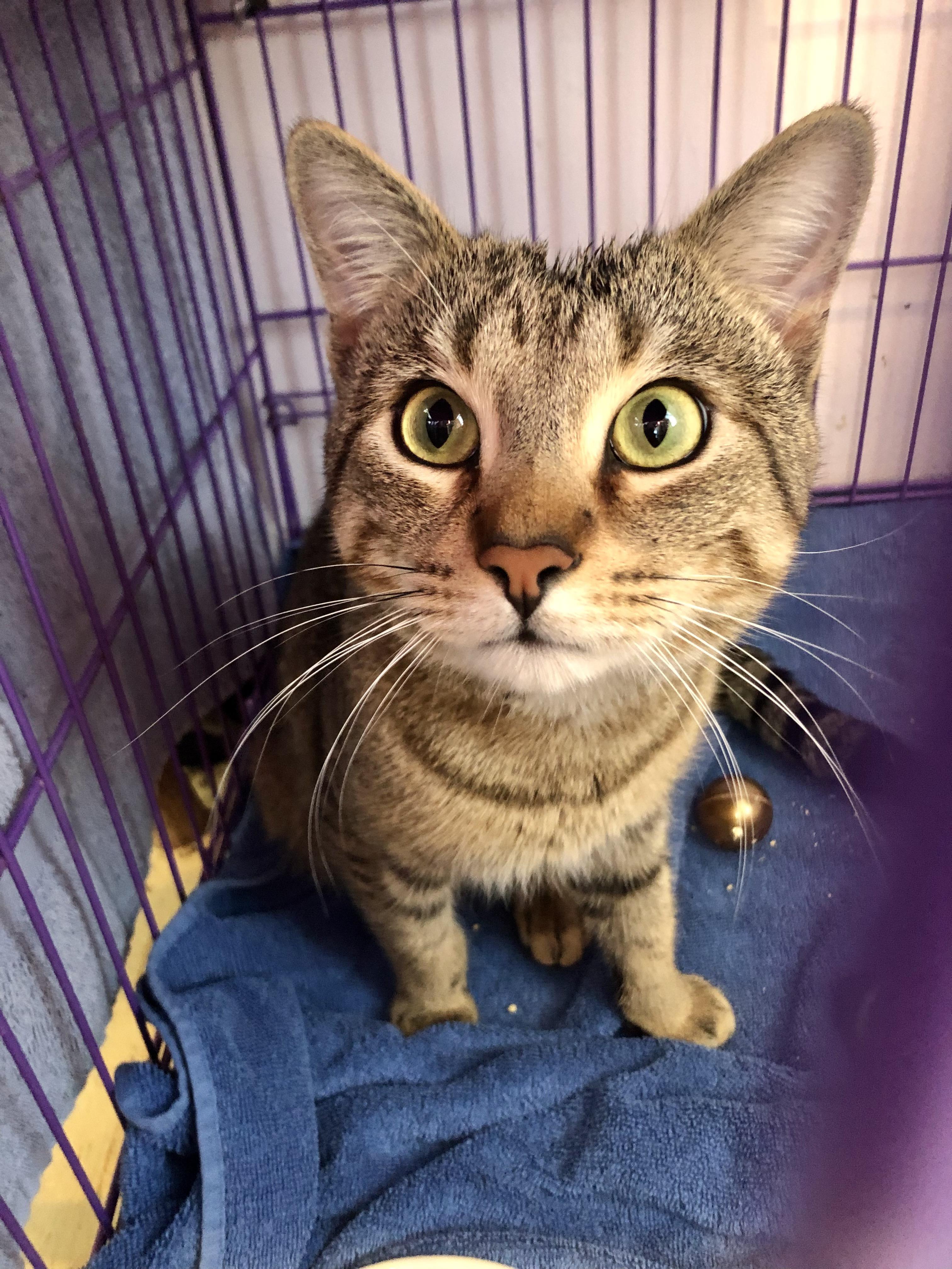 Enlarge Reuben, an adopted Domestic Short Hair in Salisbury, MA image 1/4