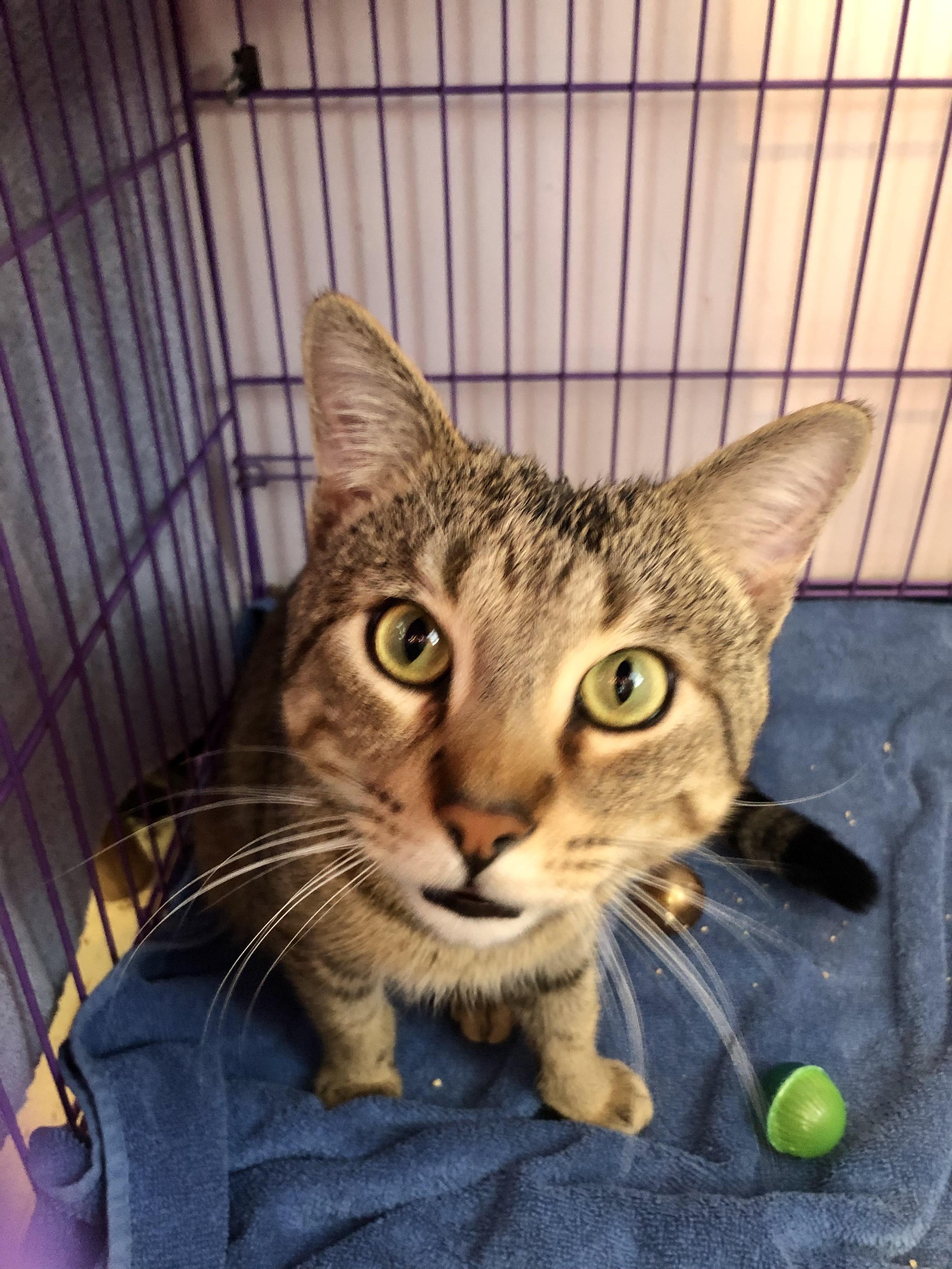 Enlarge Reuben, an adopted Domestic Short Hair in Salisbury, MA image 2/4