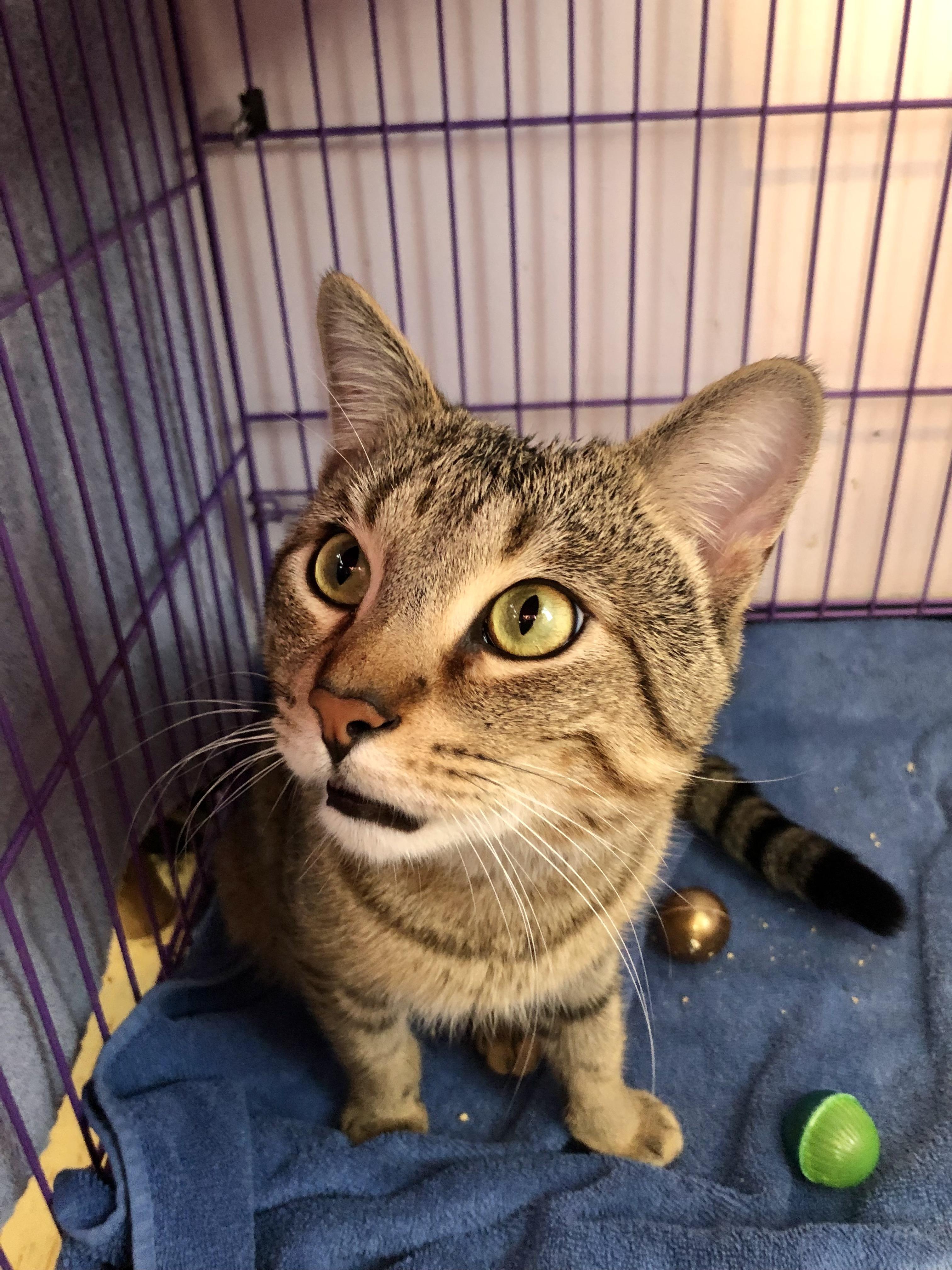 Enlarge Reuben, an adopted Domestic Short Hair in Salisbury, MA image 4/4