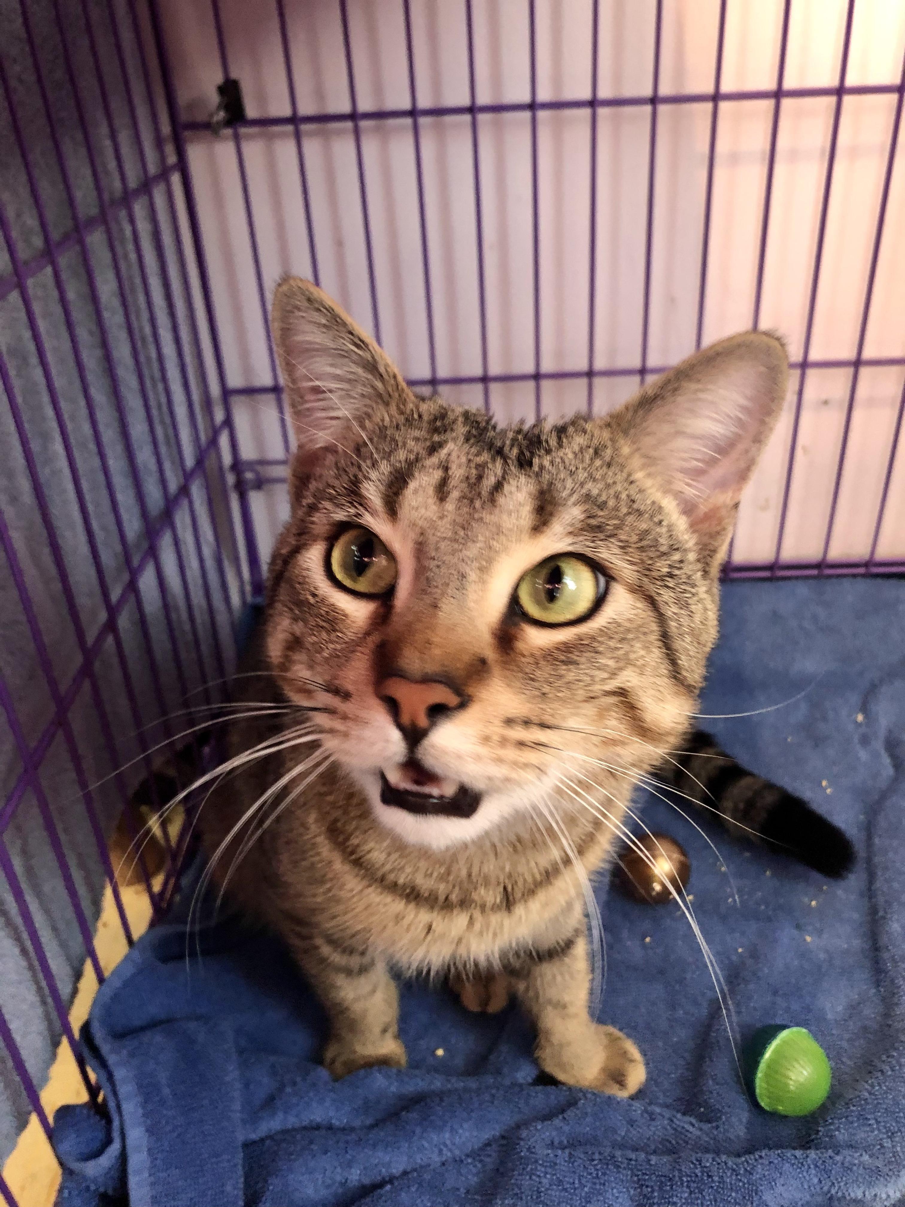 Enlarge Reuben, an adopted Domestic Short Hair in Salisbury, MA image 3/4