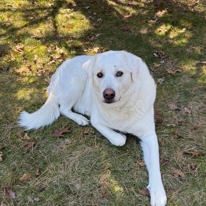 Enlarge BRITANY , a Adoptable mixed breed in Cranston, RI image 1/4