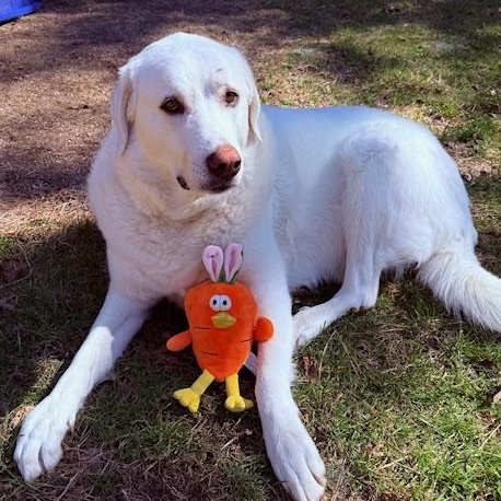 Enlarge BRITANY , a Adoptable mixed breed in Cranston, RI image 3/4