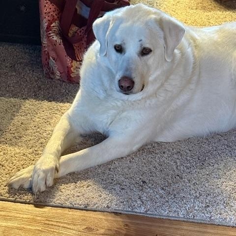 Enlarge BRITANY , a Adoptable mixed breed in Cranston, RI image 4/4