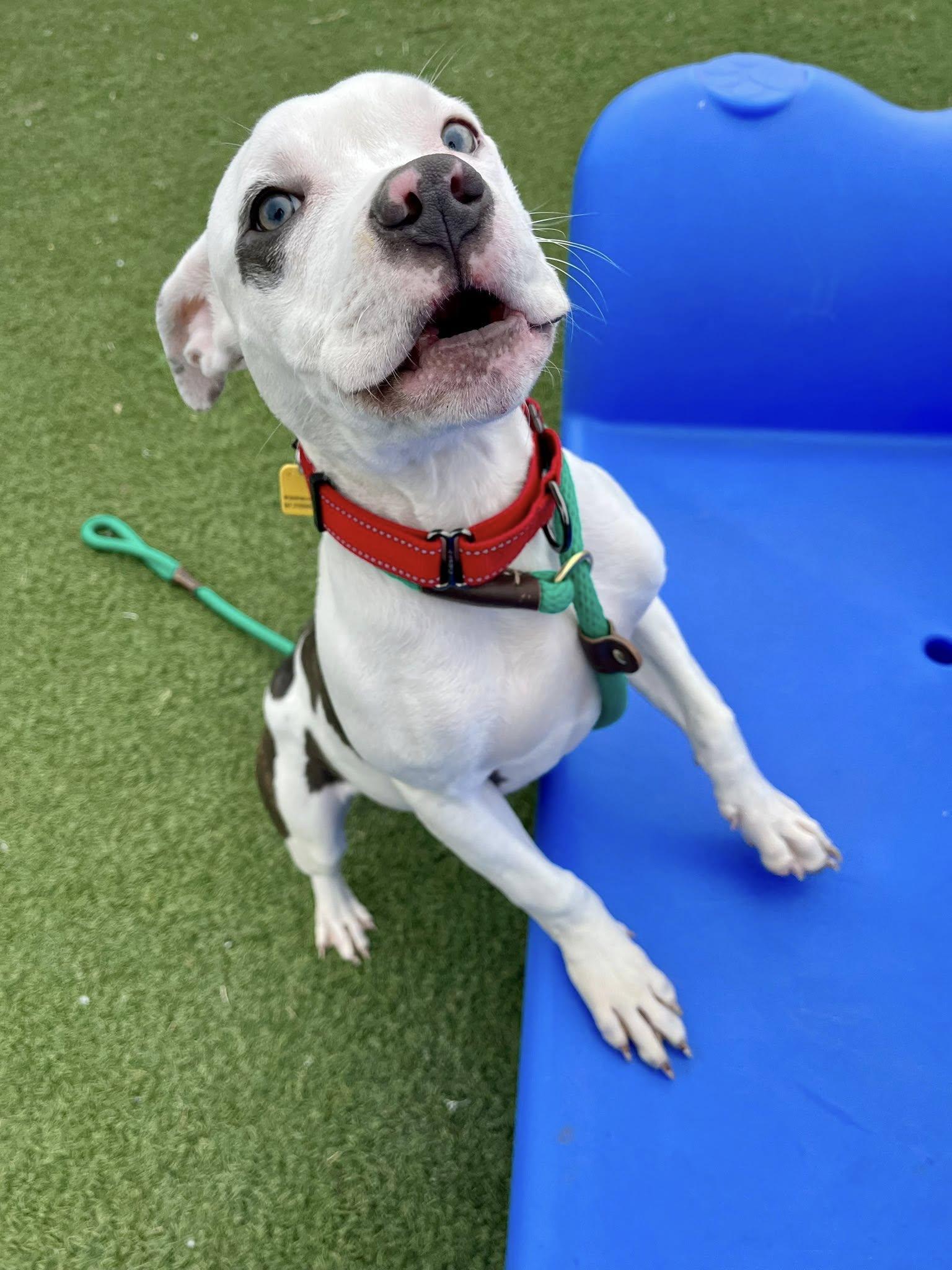 Enlarge Anoush, an adopted mixed breed in Cleveland, OH image 4/6