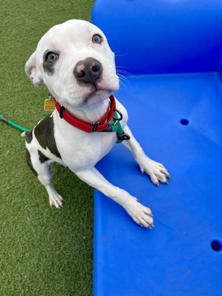 Enlarge Anoush, an adopted mixed breed in Cleveland, OH image 5/6