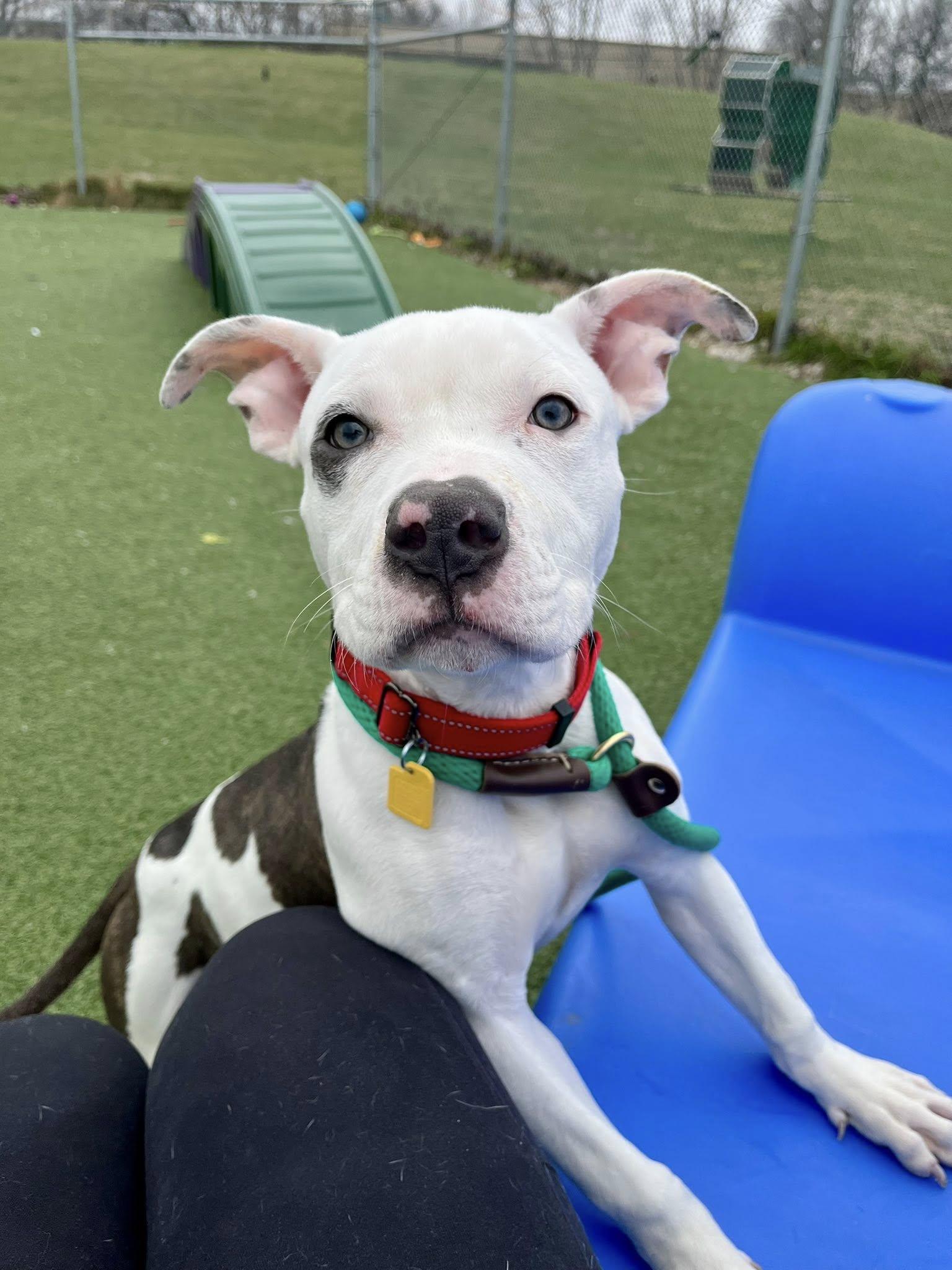 Enlarge Anoush, an adopted mixed breed in Cleveland, OH image 1/6