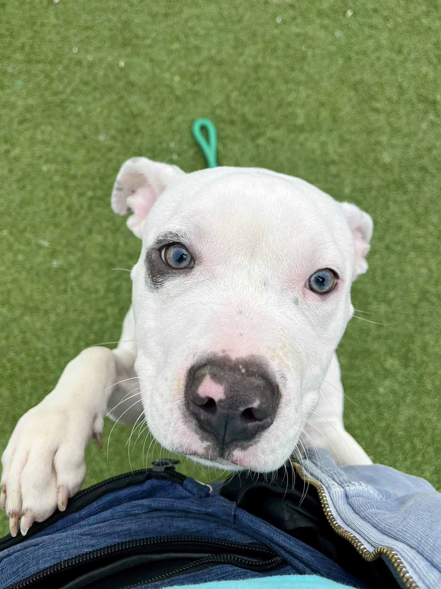 Enlarge Anoush, an adopted mixed breed in Cleveland, OH image 2/6