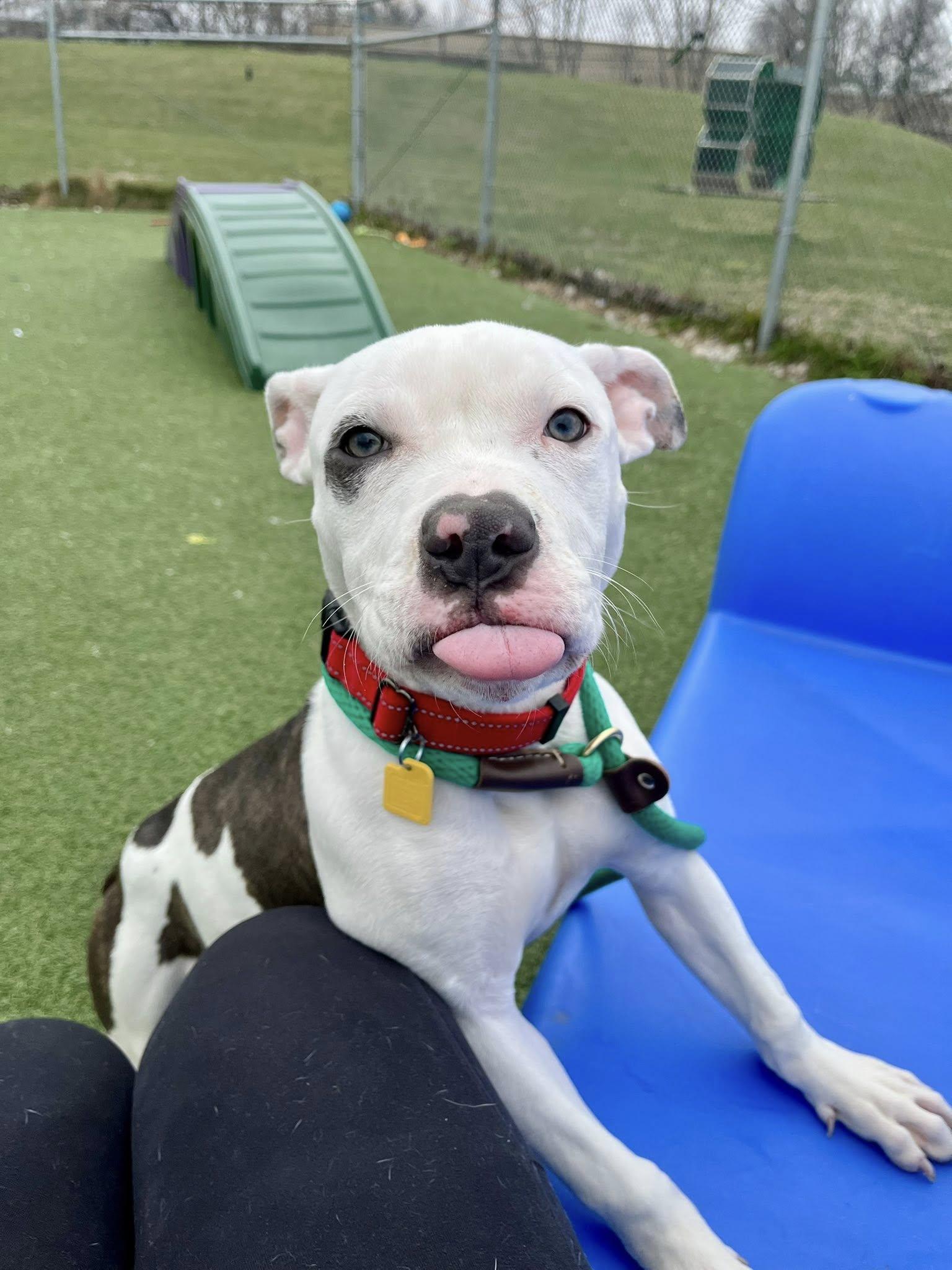 Enlarge Anoush, an adopted mixed breed in Cleveland, OH image 3/6