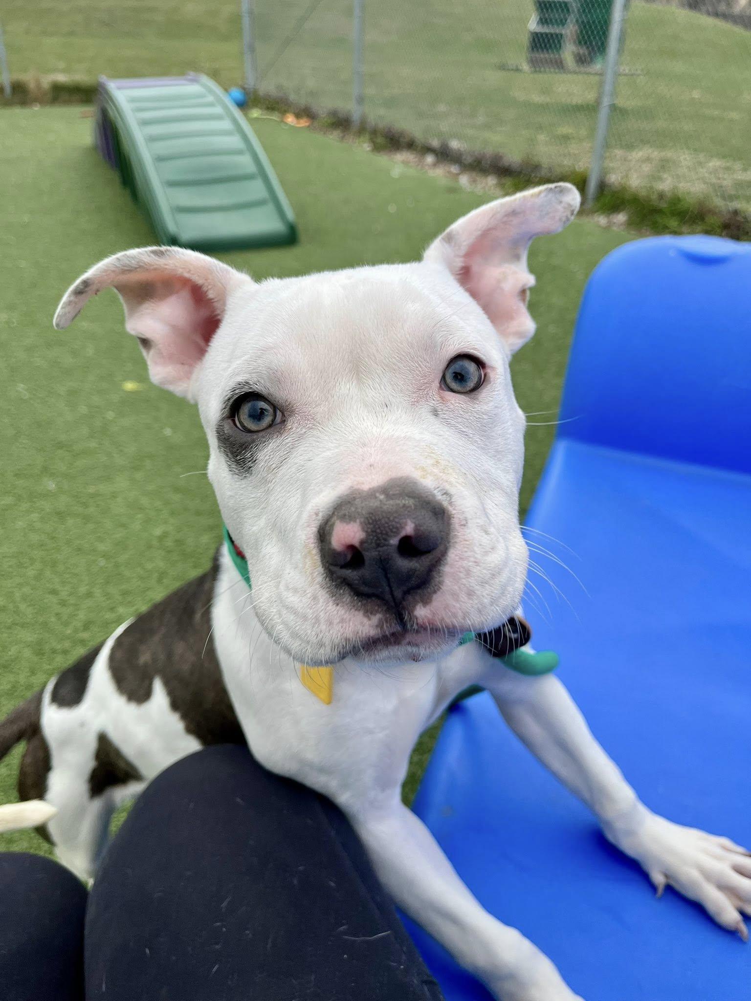 Enlarge Anoush, an adopted mixed breed in Cleveland, OH image 6/6