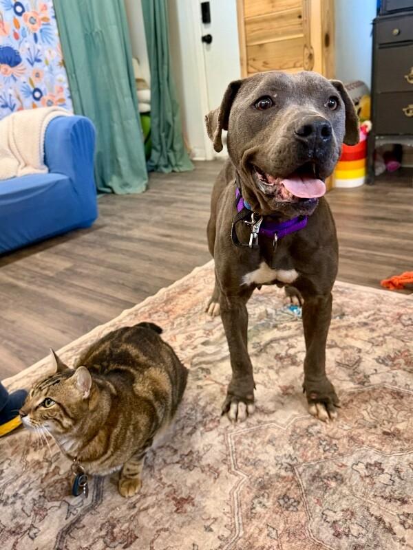 Mildred Blue Ribbon Belle — thumbnail 2