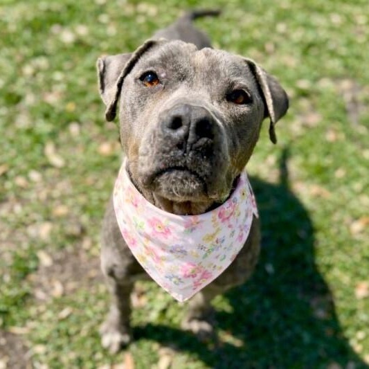 Mildred Blue Ribbon Belle — thumbnail 3