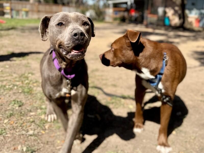 Mildred Blue Ribbon Belle — thumbnail 4