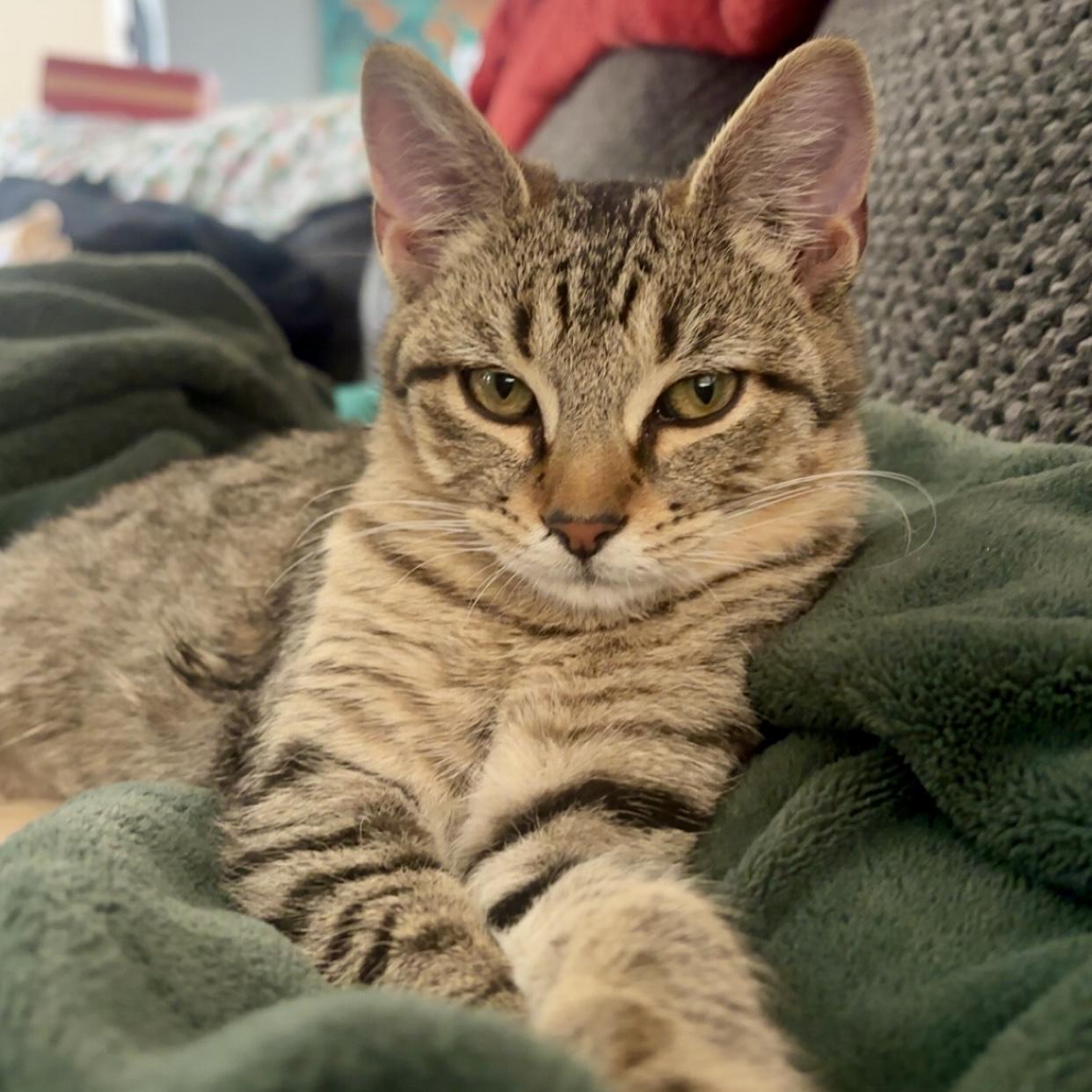 Reebok, adoptable, Kitten Female Domestic Short Hair.