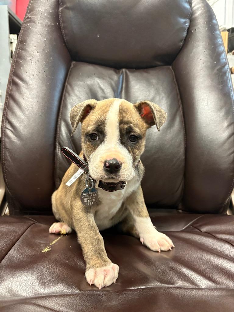 Enlarge Macaroni, a Adoptable Pit Bull Terrier in Reno, NV image 1/2