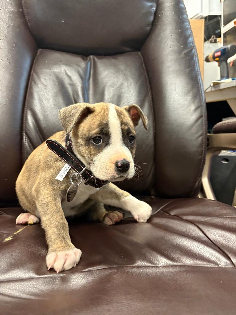 Enlarge Macaroni, a Adoptable Pit Bull Terrier in Reno, NV image 2/2