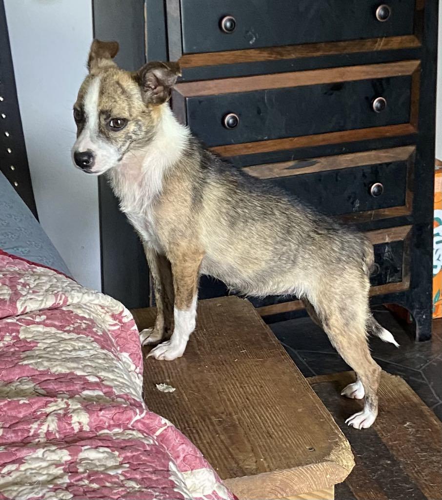 Little Miss, a Adoptable mixed breed in Stuarts Draft, VA image 3/6