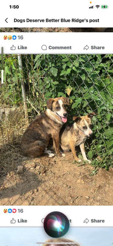 Little Miss, a Adoptable mixed breed in Stuarts Draft, VA image 5/6