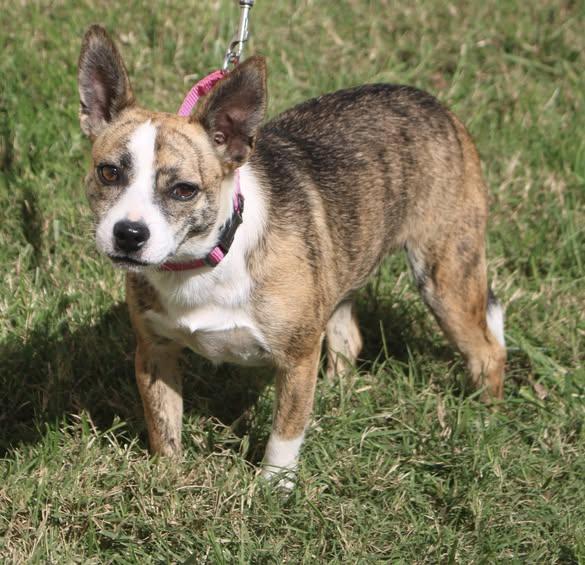 Little Miss, Adoptable, Adult Female Chihuahua & Jack Russell Terrier.