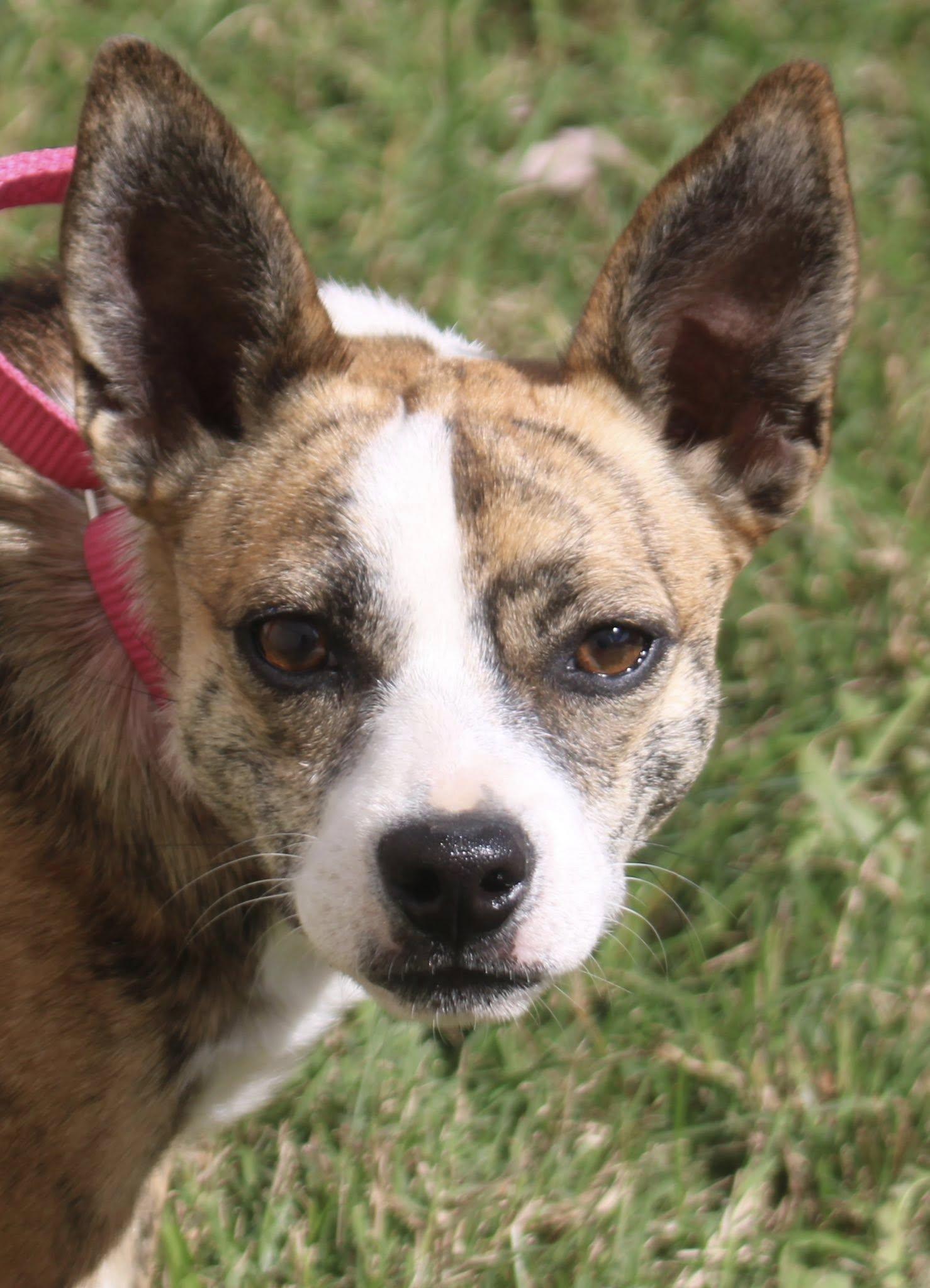 Little Miss, a Adoptable mixed breed in Stuarts Draft, VA image 2/6