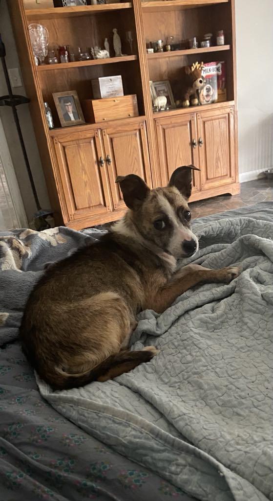 Little Miss, a Adoptable mixed breed in Stuarts Draft, VA image 6/6