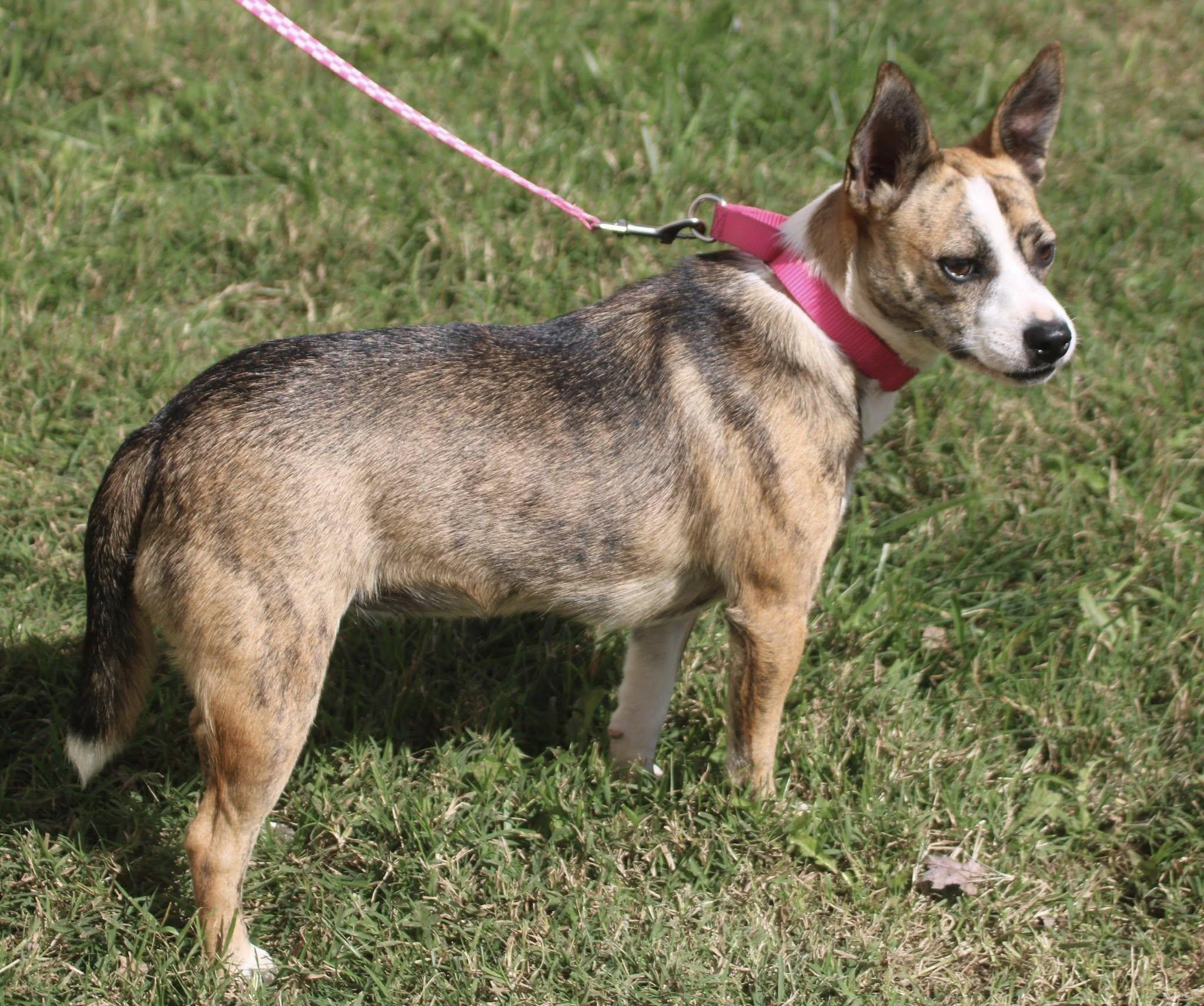 Little Miss, a Adoptable mixed breed in Stuarts Draft, VA image 4/6
