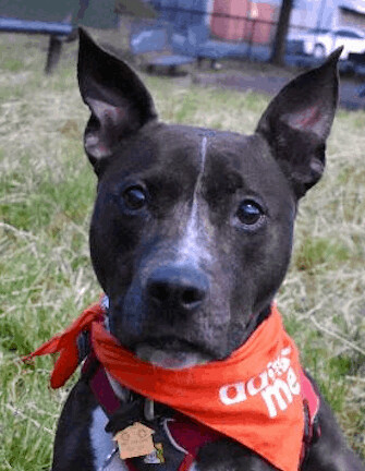 Ella, adoptable, Adult Female Boxer & American Bulldog.