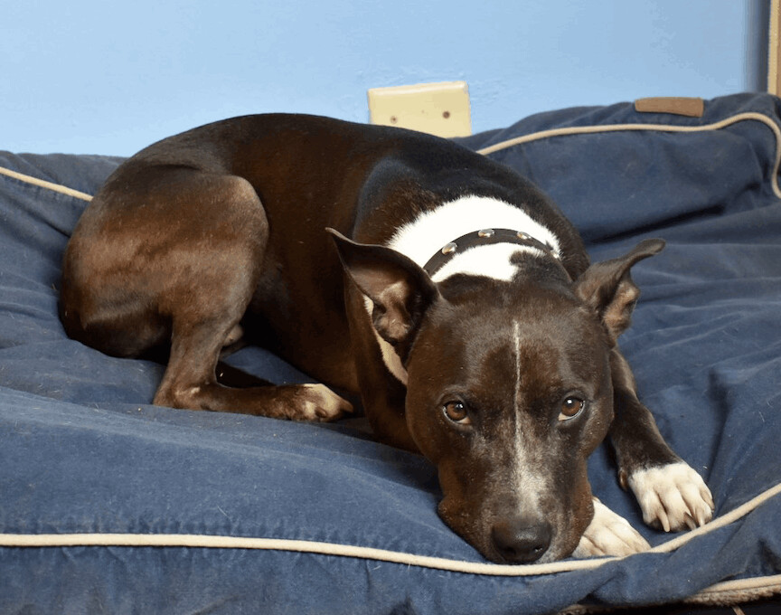 Enlarge Ella, an adoptable mixed breed in San Francisco, CA image 2/7