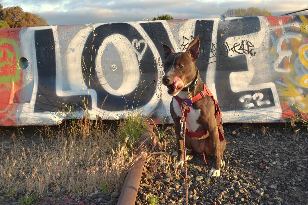 Enlarge Ella, an adoptable mixed breed in San Francisco, CA image 3/7