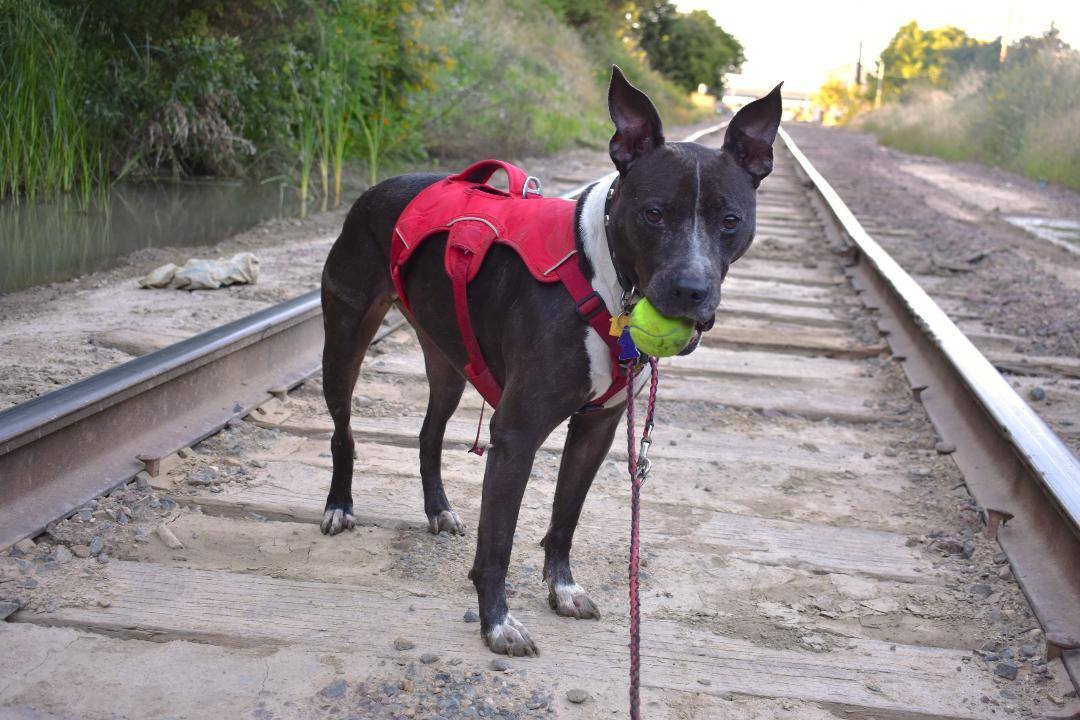 Enlarge Ella, an adoptable mixed breed in San Francisco, CA image 4/7