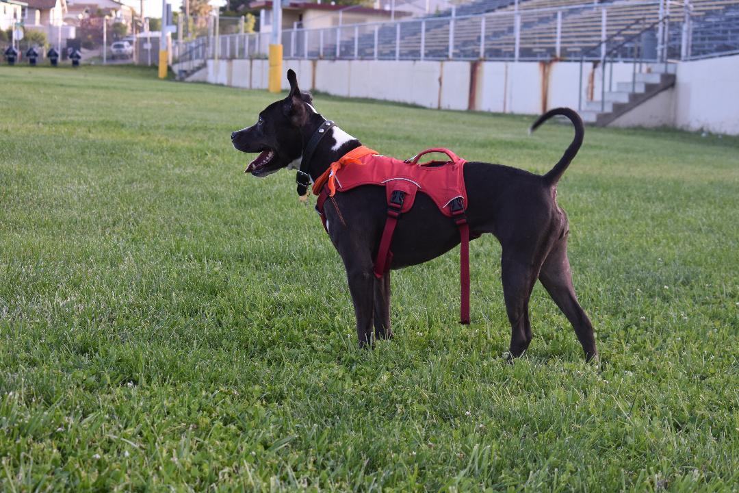 Enlarge Ella, an adoptable mixed breed in San Francisco, CA image 5/7
