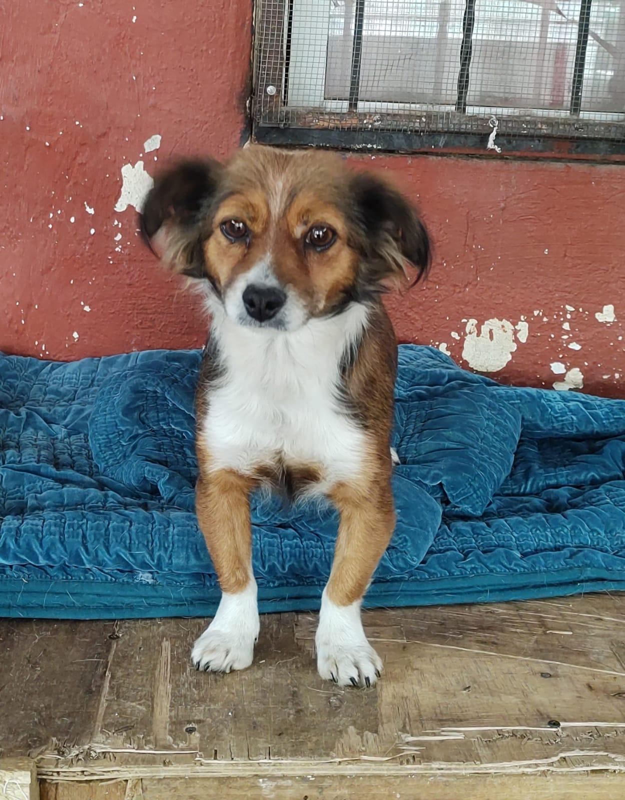 Enlarge Foxy, an adopted Mixed Breed in Nogales, SON image 6/6