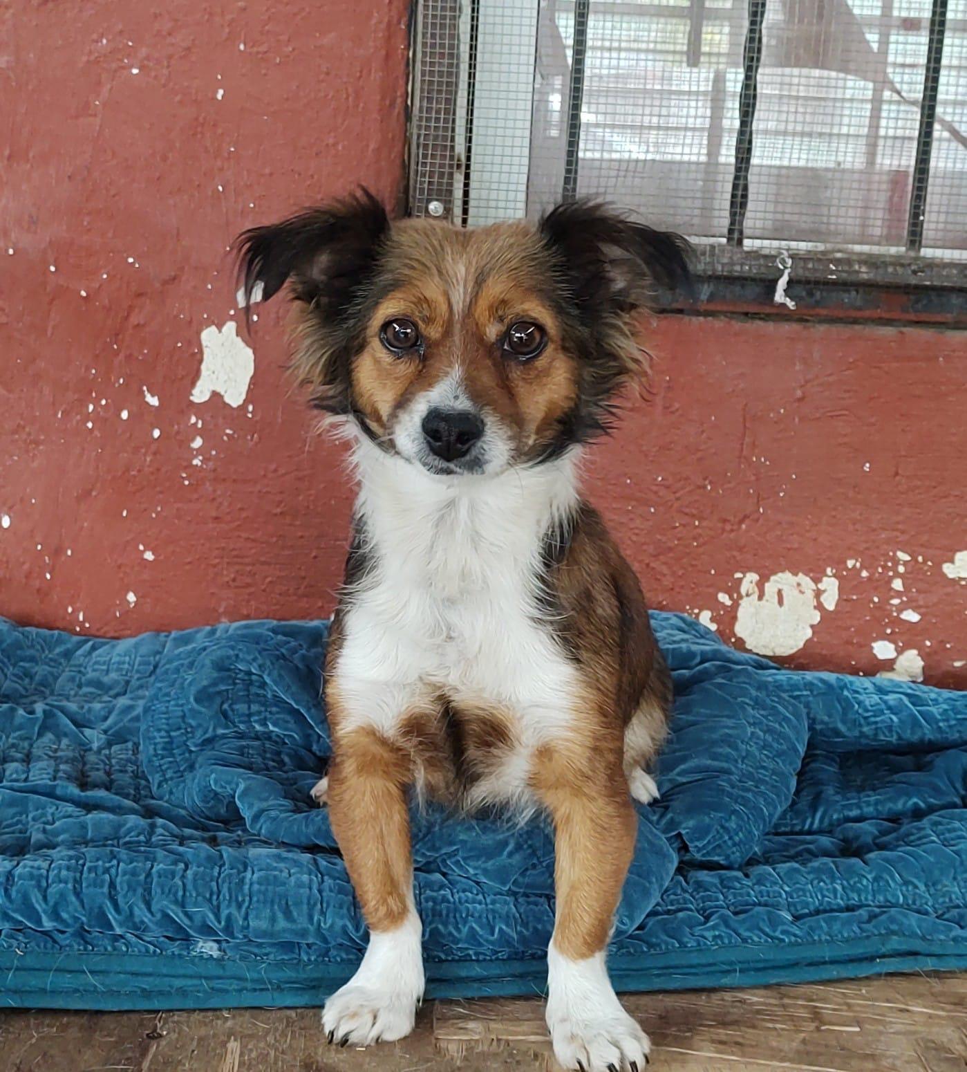 Enlarge Foxy, an adopted Mixed Breed in Nogales, SON image 5/6