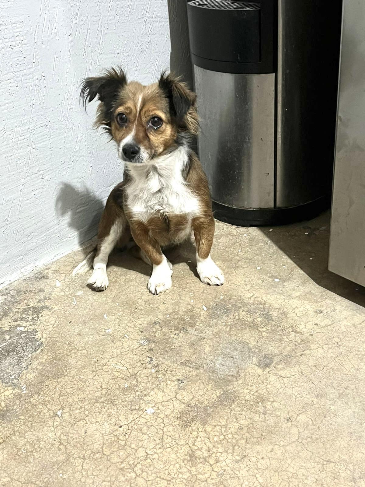 Enlarge Foxy, an adopted Mixed Breed in Nogales, SON image 2/6