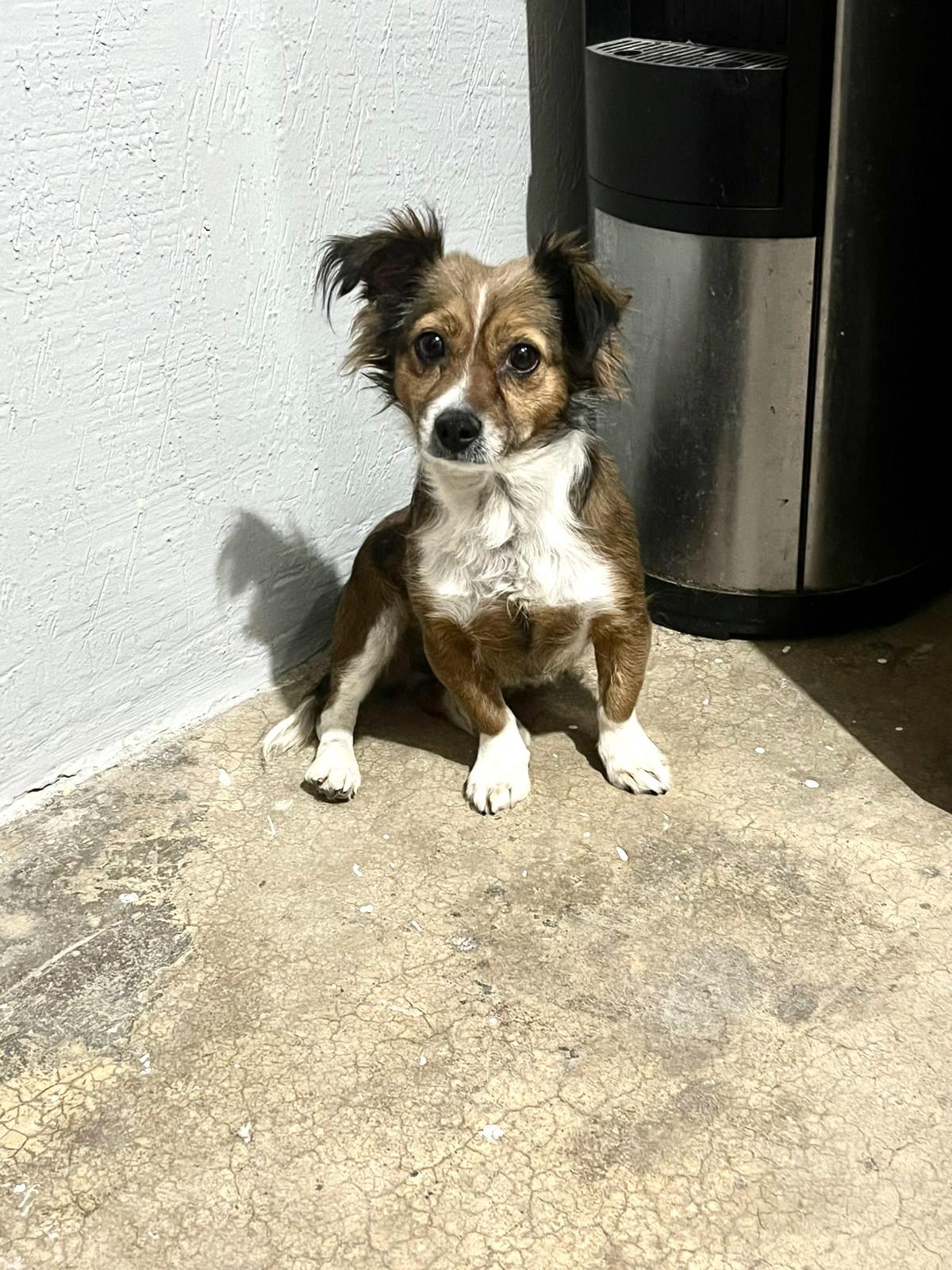 Foxy, adopted, Adult Female Mixed Breed.