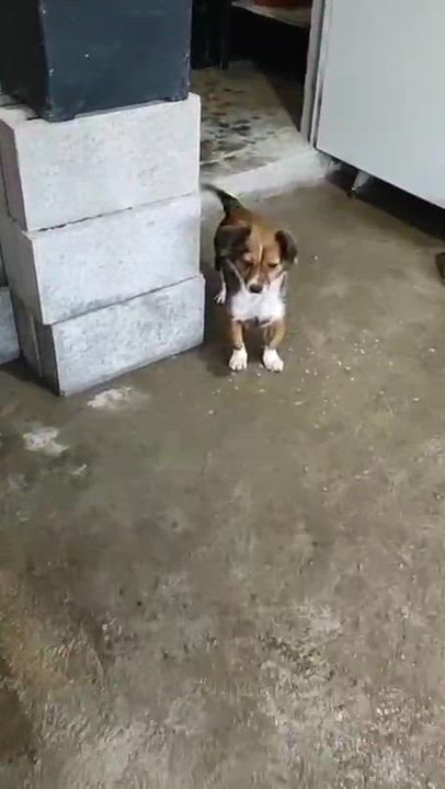 Enlarge Foxy, an adopted Mixed Breed in Nogales, SON video 4/6