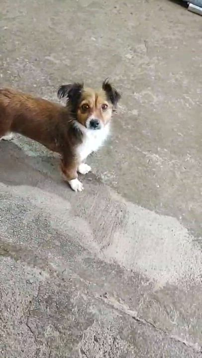 Enlarge Foxy, an adopted Mixed Breed in Nogales, SON video 3/6