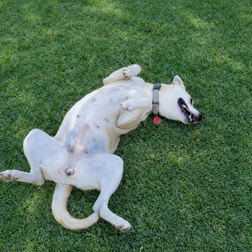 Goldie — thumbnail 3