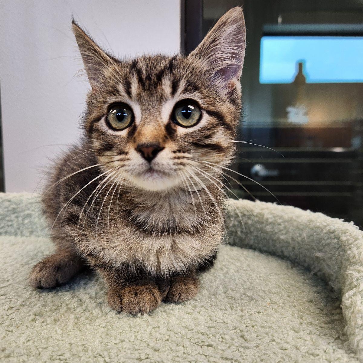 Enlarge Dil, a Adoptable Domestic Short Hair in Liberty, MO image 1/4