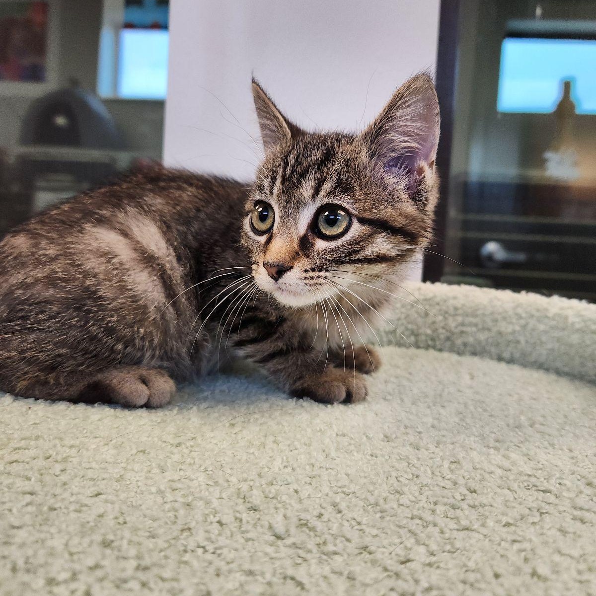 Enlarge Dil, a Adoptable Domestic Short Hair in Liberty, MO image 4/4
